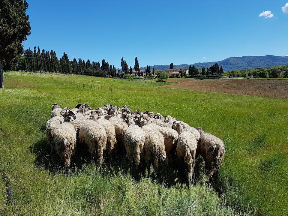 Agriturismo Fattoria Rozzalupi Черрето-Гуїді Екстер'єр фото